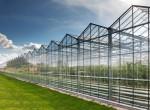 Polycarbonate honeycomb panels for translucent applications